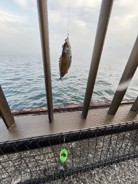 濃霧　おせん日和