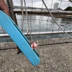 豆アジ回遊あり