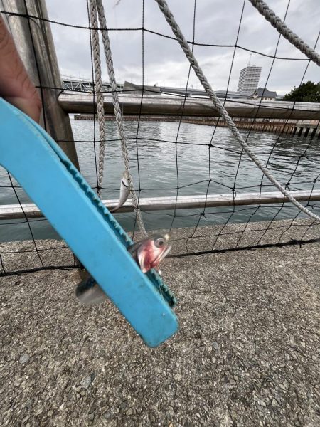 豆アジ回遊あり