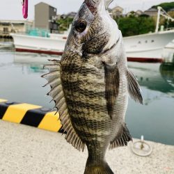 今季初チヌ