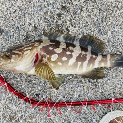 紀州釣りでクエ