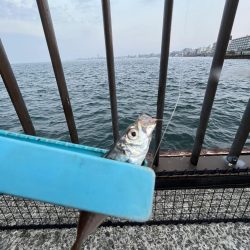 豆アジ回遊中！！