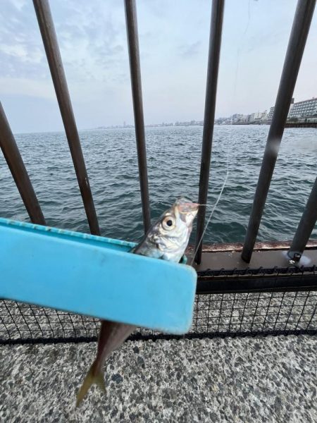 豆アジ回遊中！！