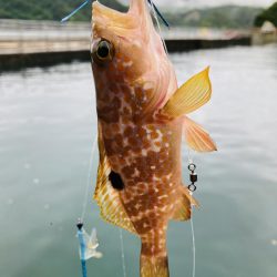 五目釣り 最後は珍客