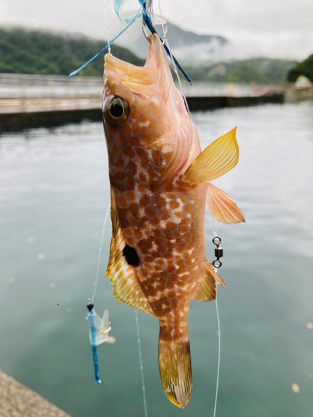 五目釣り 最後は珍客
