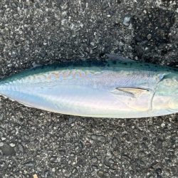 オオモンの季節到来