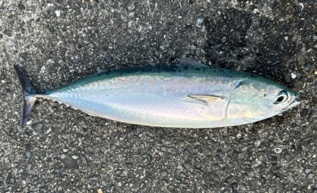 オオモンの季節到来