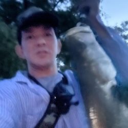 筑後川で80センチシーバス