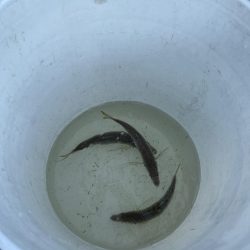 良型アジぼちぼち