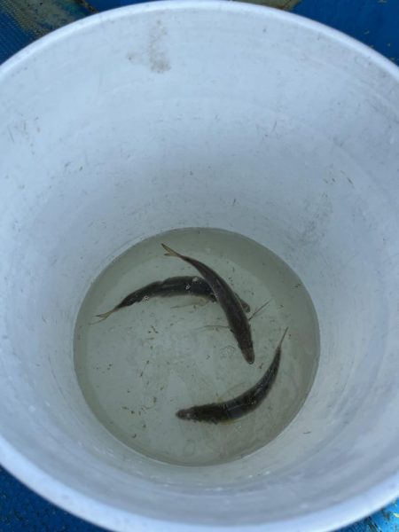 良型アジぼちぼち