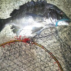 バチじゃないテクトロ