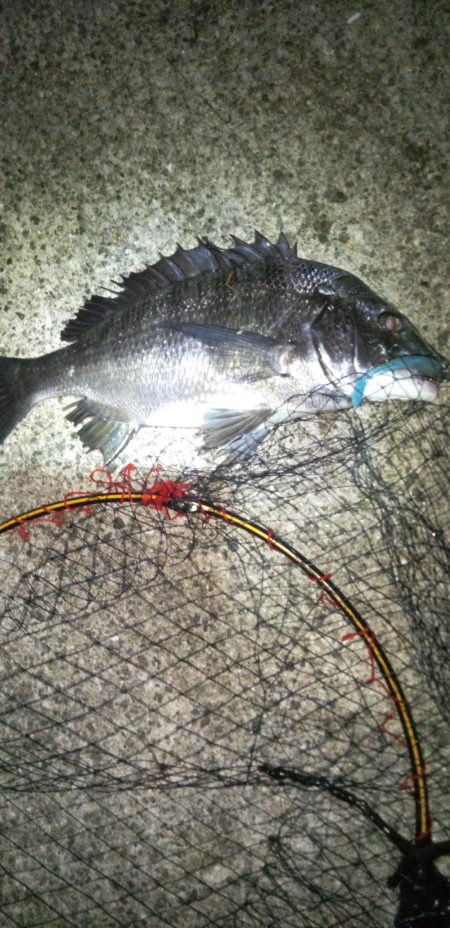 バチじゃないテクトロ