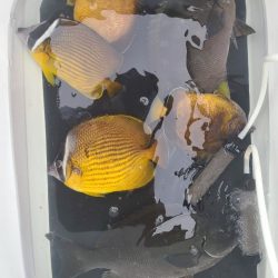 和歌山市江（吉丸渡船）でグレ釣り