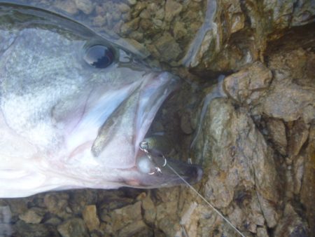 6月バス釣り