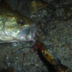 ぽつぽつ雨バス