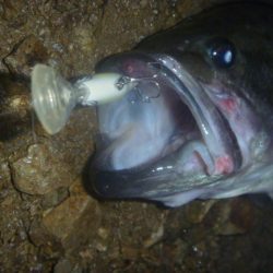 雨上がりバス釣り