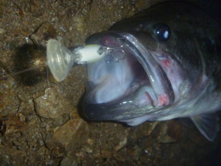 雨上がりバス釣り