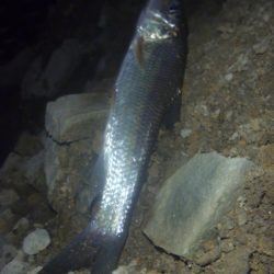 梅雨明け？の淡水魚