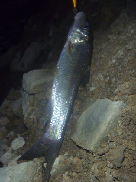 梅雨明け？の淡水魚