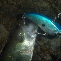 6月雨のバス釣り