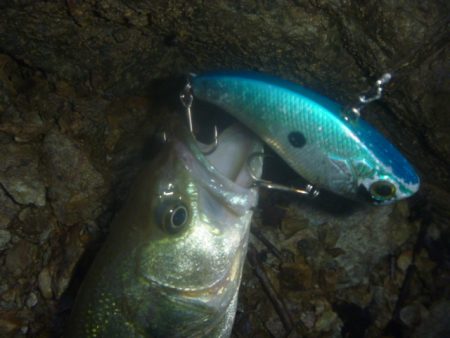 6月雨のバス釣り