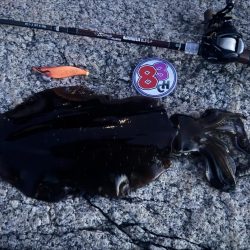 ベイトタックルで親烏賊