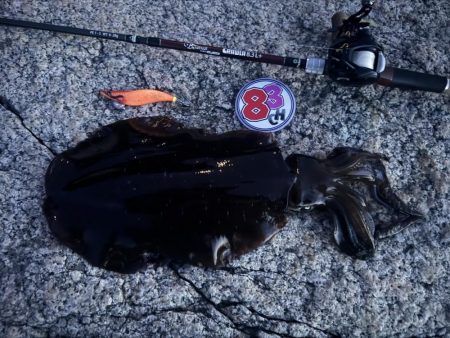 ベイトタックルで親烏賊