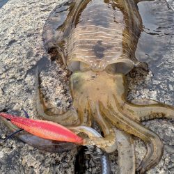 アオリイカ 雄 1.2㎏