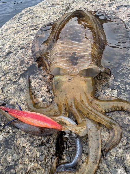 アオリイカ　雄　1.2㎏