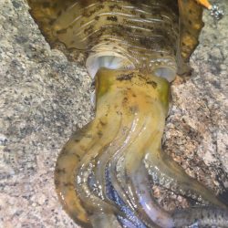 アオリイカ　２kg　