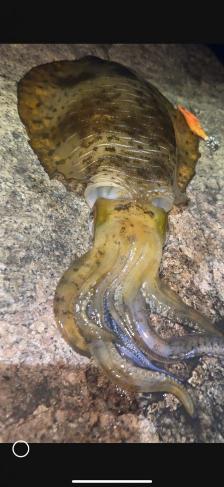 アオリイカ　２kg　