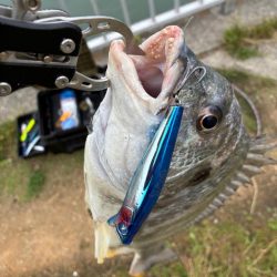 誰か姫路で青物釣れてます?