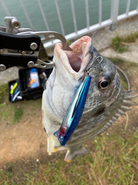 誰か姫路で青物釣れてます?