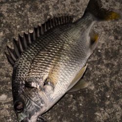 ヘチってきました