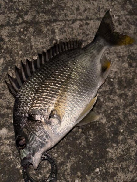 ヘチってきました