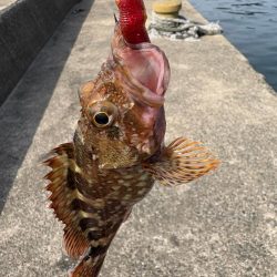 ロックフィッシュと戯れて