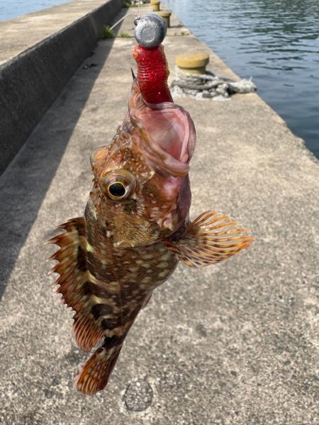 ロックフィッシュと戯れて