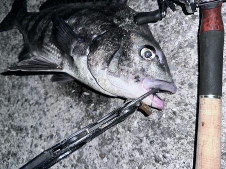 おチヌさんイージー？vol.2