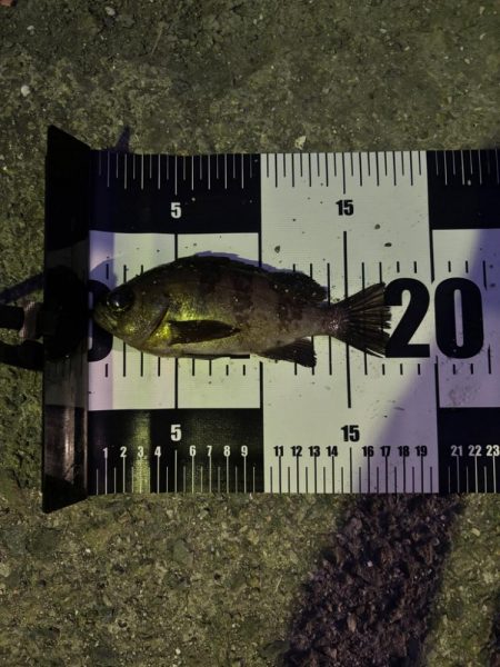 ダメだこりゃ、今日のとこはこんくらいにしといたろ