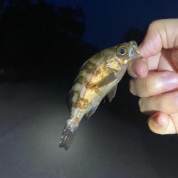 メバリング&エギング