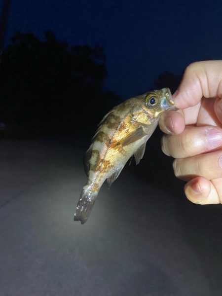 メバリング&エギング