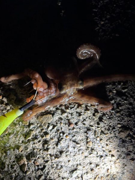 ショアタコ　11