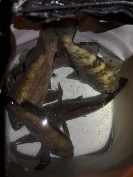 メバルプラッキング