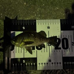 なんとか釣りました