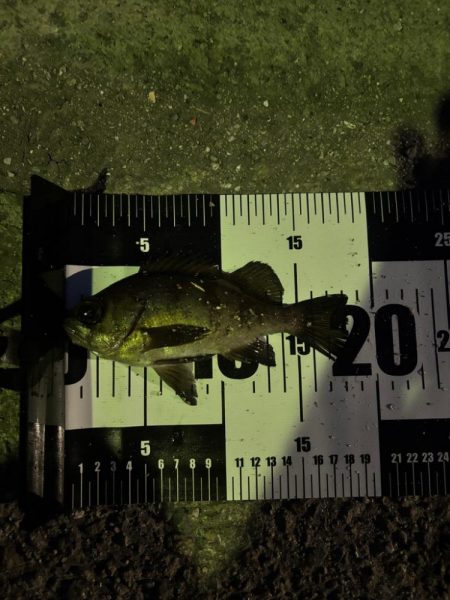 なんとか釣りました