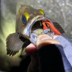 忘れ物してもメバル