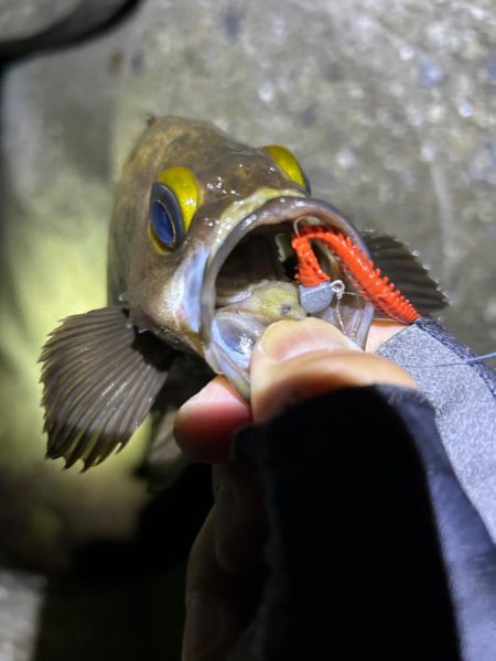 忘れ物してもメバル