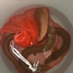 淀川のウナギ釣り