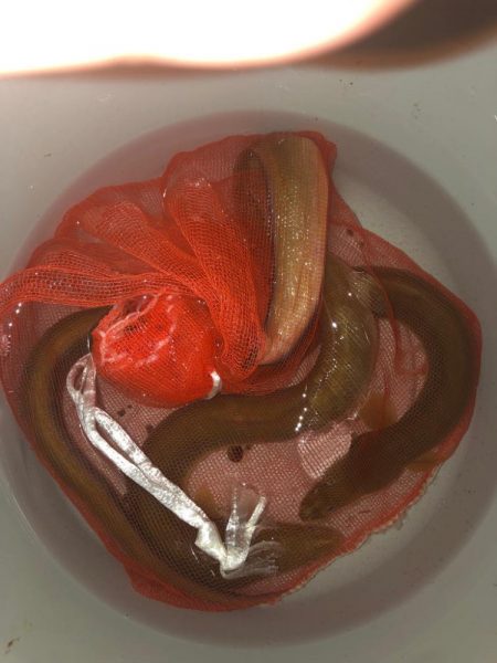 淀川のウナギ釣り