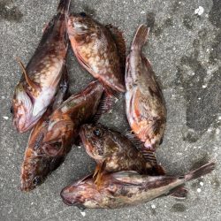 ガシリング好調です